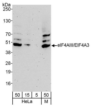 Rabbit anti-eIF4AIII/EIF4A3 Antibody, Affinity Purified