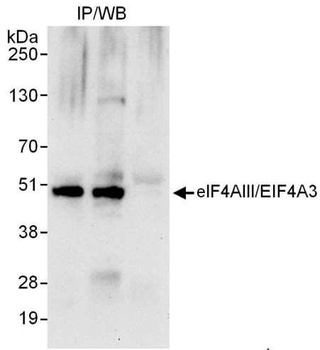 Rabbit anti-eIF4AIII/EIF4A3 Antibody, Affinity Purified