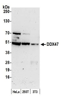 Rabbit anti-DDX47 Antibody, Affinity Purified