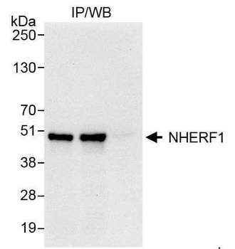 Rabbit anti-NHERF1 Antibody, Affinity Purified