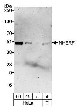 Rabbit anti-NHERF1 Antibody, Affinity Purified