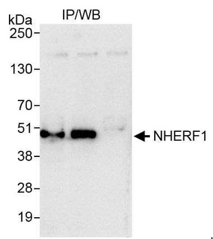 Rabbit anti-NHERF1 Antibody, Affinity Purified