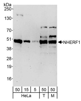 Rabbit anti-NHERF1 Antibody, Affinity Purified