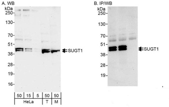 Rabbit anti-SUGT1 Antibody, Affinity Purified