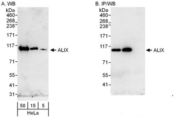 Rabbit anti-ALIX Antibody, Affinity Purified