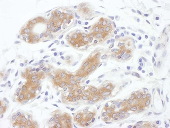 Rabbit anti-ALIX Antibody, Affinity Purified