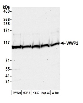 Rabbit anti-WWP2 Antibody, Affinity Purified