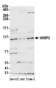 Rabbit anti-WWP2 Antibody, Affinity Purified