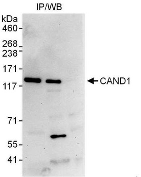 Rabbit anti-CAND1 Antibody, Affinity Purified