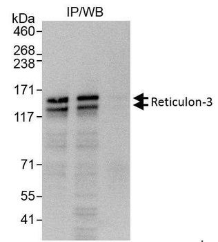 Rabbit anti-Reticulon-3 Antibody, Affinity Purified
