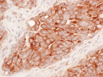 Rabbit anti-Reticulon-3 Antibody, Affinity Purified
