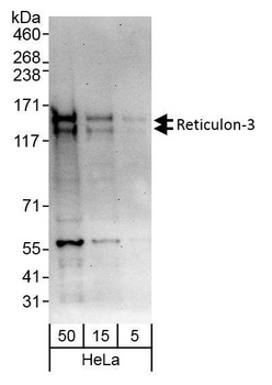 Rabbit anti-Reticulon-3 Antibody, Affinity Purified
