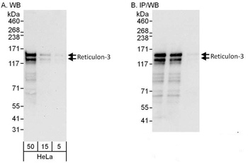 Rabbit anti-Reticulon-3 Antibody, Affinity Purified
