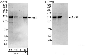 Rabbit anti-PolA1 Antibody, Affinity Purified