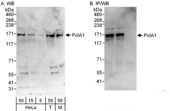 Rabbit anti-PolA1 Antibody, Affinity Purified