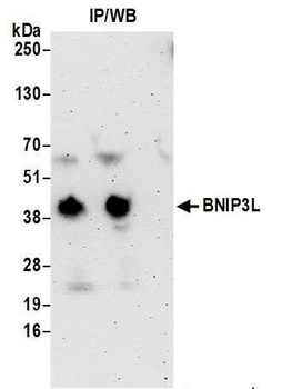 Rabbit anti-BNIP3L Antibody, Affinity Purified