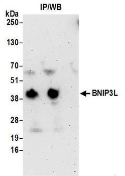 Rabbit anti-BNIP3L Antibody, Affinity Purified
