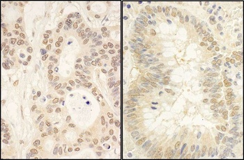 Rabbit anti-FAF1 Antibody, Affinity Purified