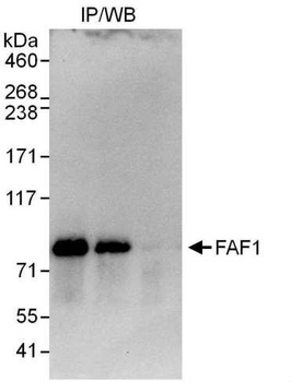 Rabbit anti-FAF1 Antibody, Affinity Purified