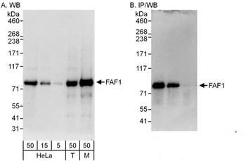 Rabbit anti-FAF1 Antibody, Affinity Purified