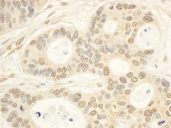 Rabbit anti-CIAPIN1 Antibody, Affinity Purified