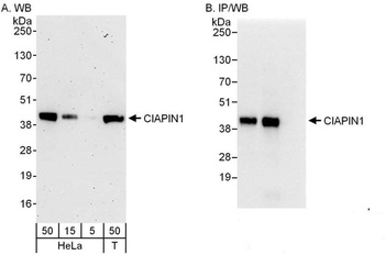 Rabbit anti-CIAPIN1 Antibody, Affinity Purified