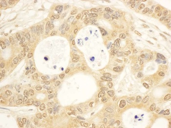 Rabbit anti-CIAPIN1 Antibody, Affinity Purified