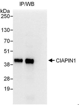 Rabbit anti-CIAPIN1 Antibody, Affinity Purified