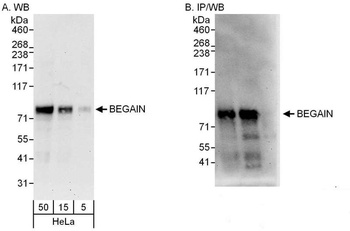 Rabbit anti-BEGAIN Antibody, Affinity Purified