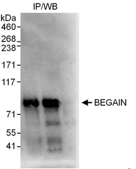 Rabbit anti-BEGAIN Antibody, Affinity Purified