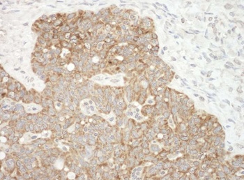Rabbit anti-AIF Antibody, Affinity Purified