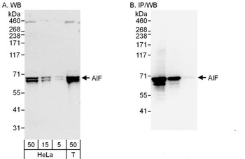Rabbit anti-AIF Antibody, Affinity Purified