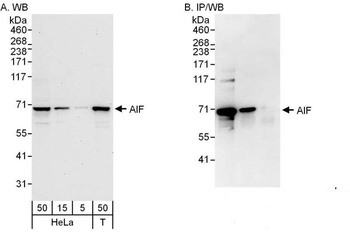 Rabbit anti-AIF Antibody, Affinity Purified