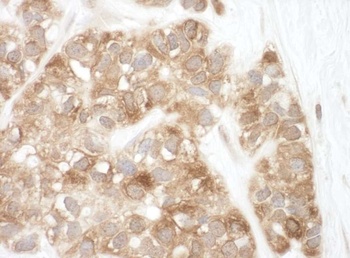 Rabbit anti-AIF Antibody, Affinity Purified