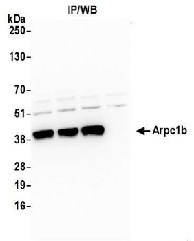 Rabbit anti-Arpc1b Antibody, Affinity Purified