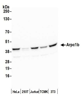 Rabbit anti-Arpc1b Antibody, Affinity Purified
