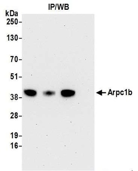 Rabbit anti-Arpc1b Antibody, Affinity Purified