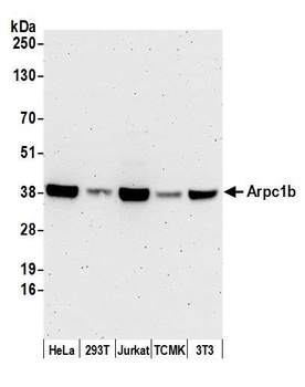 Rabbit anti-Arpc1b Antibody, Affinity Purified