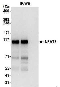 Rabbit anti-NFAT3 Antibody, Affinity Purified