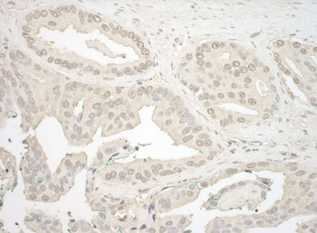 Rabbit anti-NFAT3 Antibody, Affinity Purified