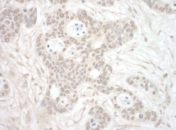 Rabbit anti-ORC3 Antibody, Affinity Purified