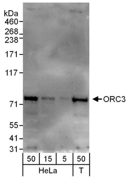 Rabbit anti-ORC3 Antibody, Affinity Purified