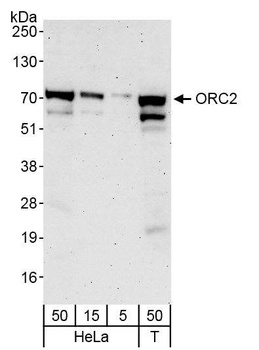 Rabbit anti-ORC2 Antibody, Affinity Purified