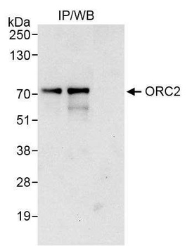 Rabbit anti-ORC2 Antibody, Affinity Purified