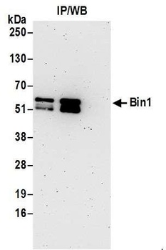 Rabbit anti-Bin1 Antibody, Affinity Purified