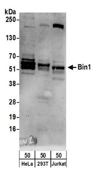 Rabbit anti-Bin1 Antibody, Affinity Purified