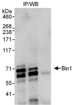 Rabbit anti-Bin1 Antibody, Affinity Purified