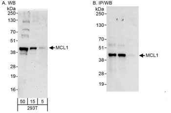 Rabbit anti-MCL1 Antibody, Affinity Purified