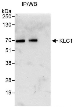 Rabbit anti-KLC1 Antibody, Affinity Purified