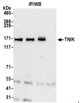 Rabbit anti-TNIK Antibody, Affinity Purified